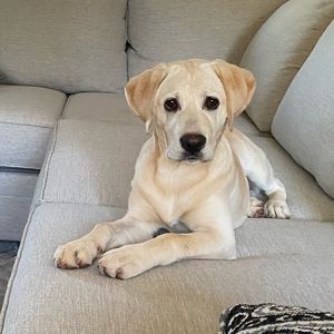 Meet your Posher, Monica